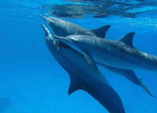 Snorkeltur til Dolphin House